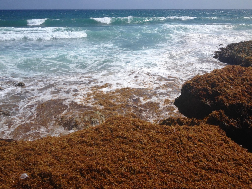 Sargassum has been washing ashore on Caribbean beaches, in massive amounts, since last summer – although reports of unprecedented levels of this phenomenon have been documented since 2011 on the shoreline of the Riviera Maya