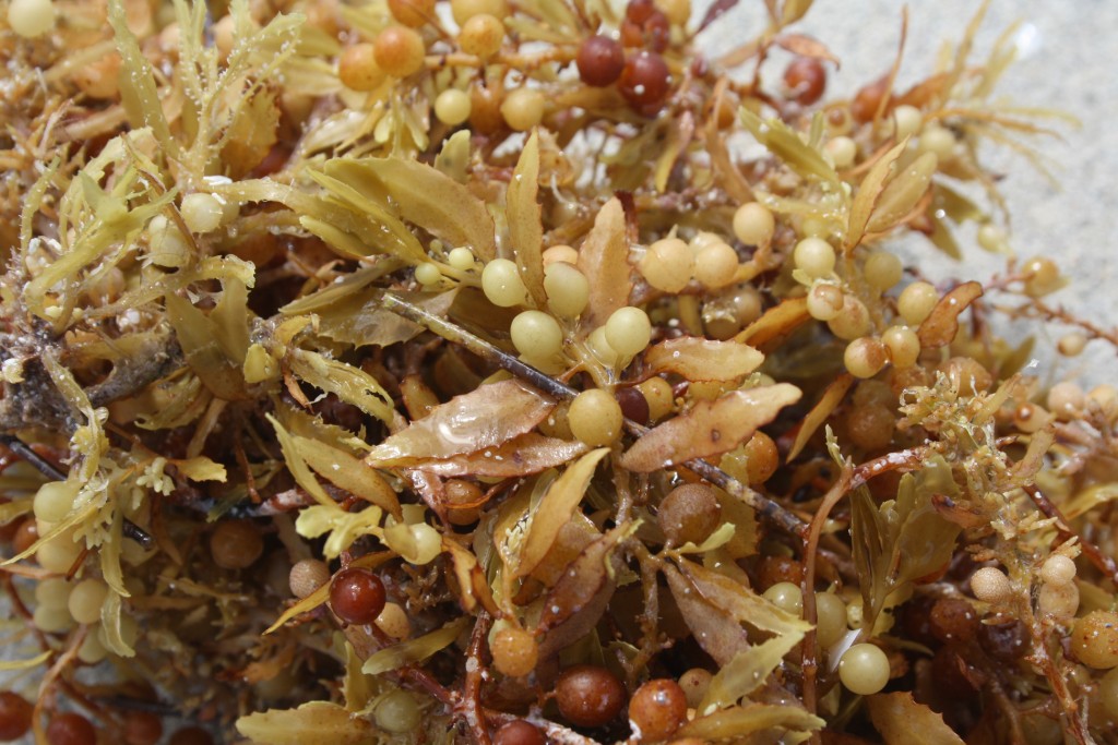 brown algae sargassum