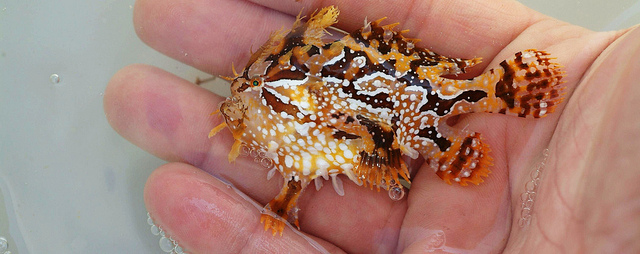 Sargassum The What Where and Why of this Seaweed Akumal Dive