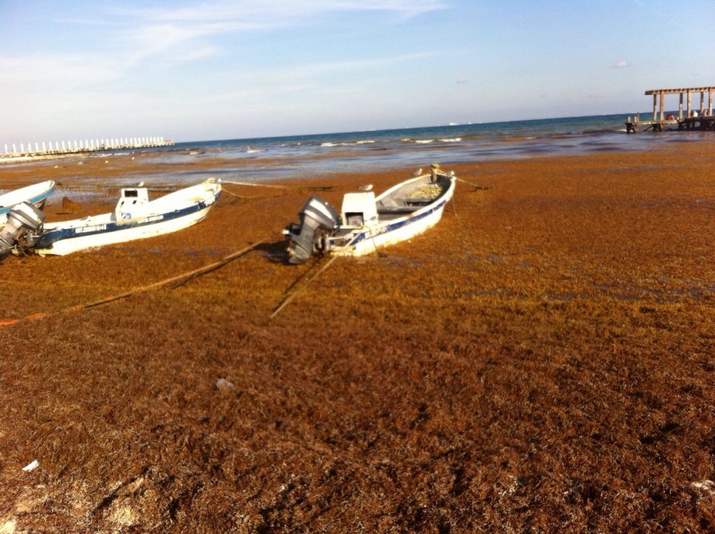 Sargassum The What, Where, and Why of this Seaweed Akumal Dive Shop