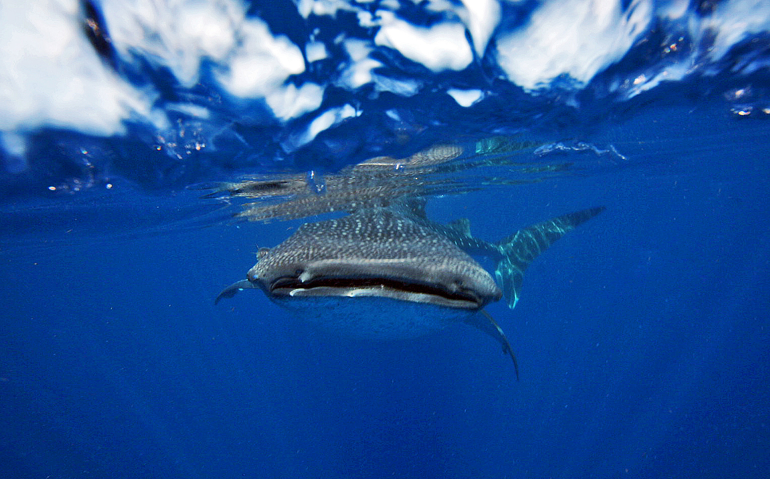 Facts About Whale Sharks