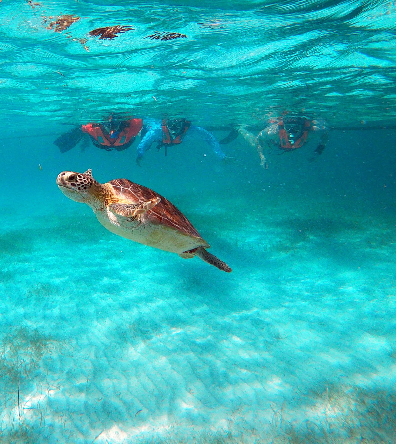 Benefits of snorkeling - Akumal Dive Shop, Riviera Maya